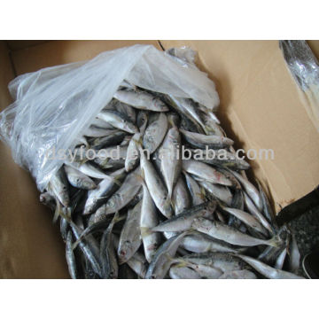 100-200g große augen pferd mackerel trachurus japonicus